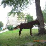 Кон в градинката до училище "Неофит Рилски". Кон