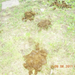 Това остава след коня. След коня