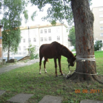 Отново снимка на коня. Дивият Запад