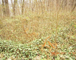 Някога тук е имало нещо. Нещото, което не си спомням какво е било