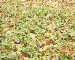 Красивата природа в парк Баждар А иначе е красиво