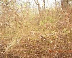 Обраслият с храсталаци парк. Храсталаци