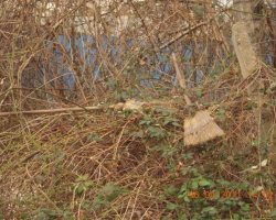 Да се смееш ли, да плачеш ли! Метлите върху къпините